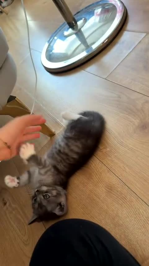 British Shorthair cats for sale: Adorable grey and white British short hair kitten  in London - Video 1
