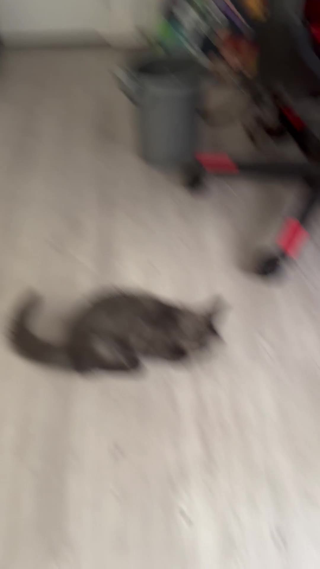 Maine Coon cats for sale: 🚨 URGENT: Beautiful Maine Coons for Rehoming Tica - Video 3