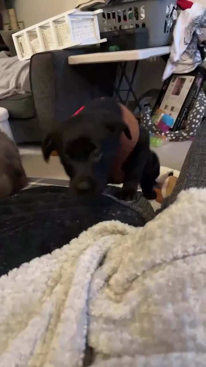 Mixed Breed dogs for sale: Female 9 week old lab x Akita for sale! - Video 1