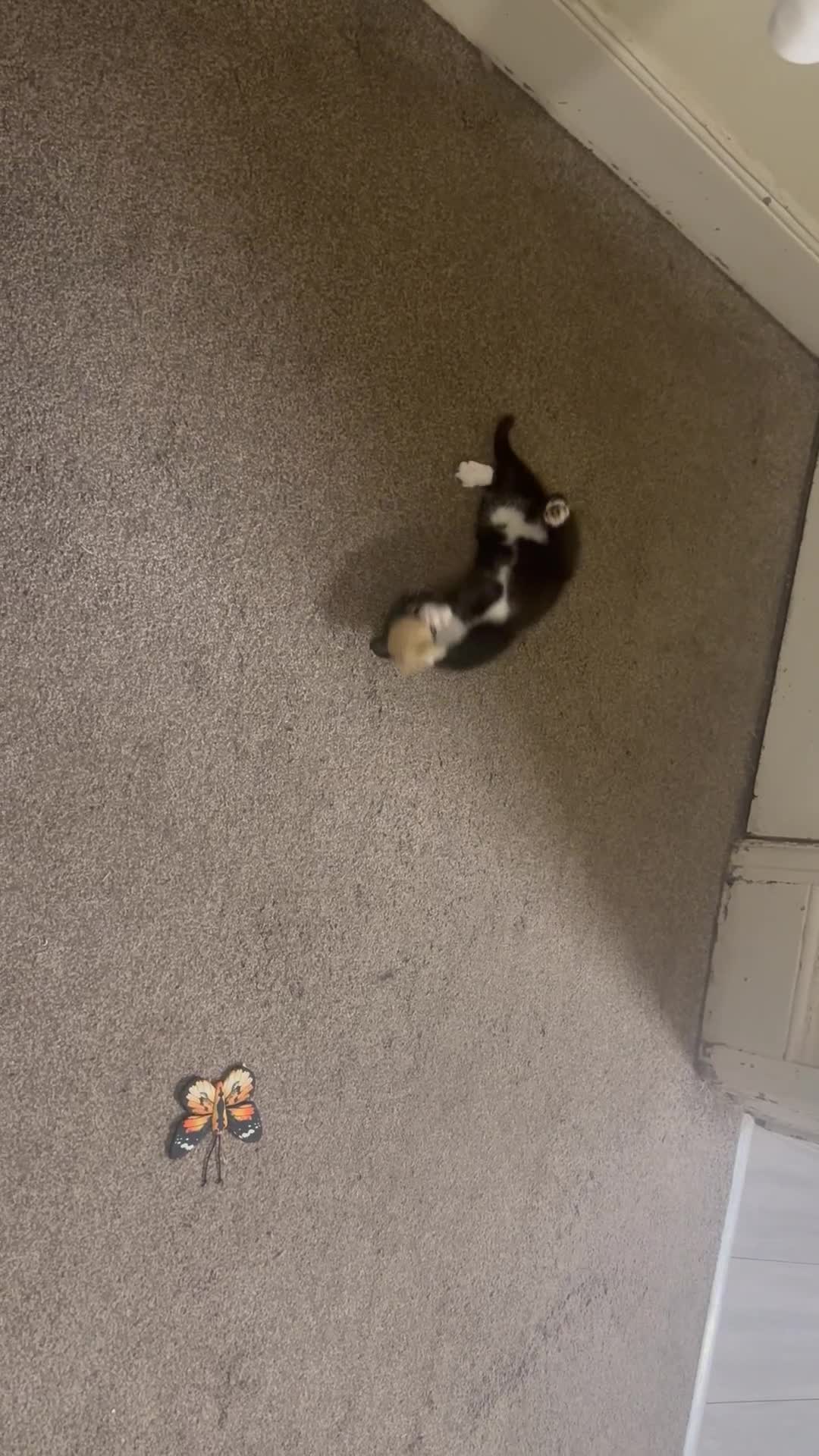 Mixed Breed cats for sale: Beautiful Black jand White female for sale  - Video 1