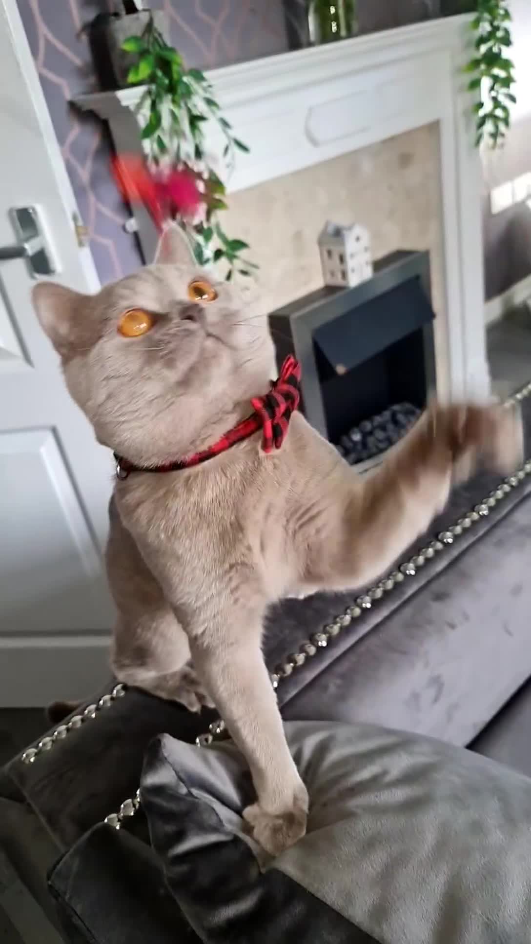 British Shorthair cats for stud:  Stunning pedigree Sir Arnold  in Bradford - Video 3
