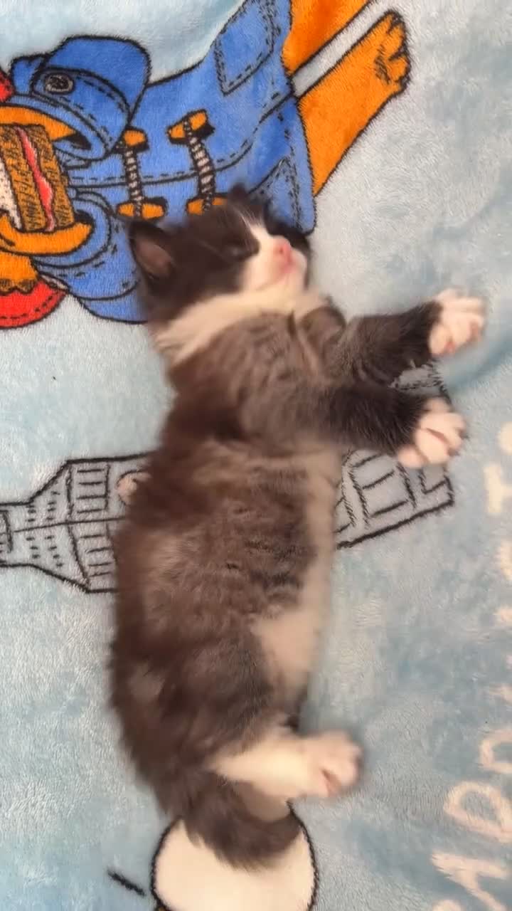 Mixed Breed cats for sale: boy kitten looking for his forever home - Video 1