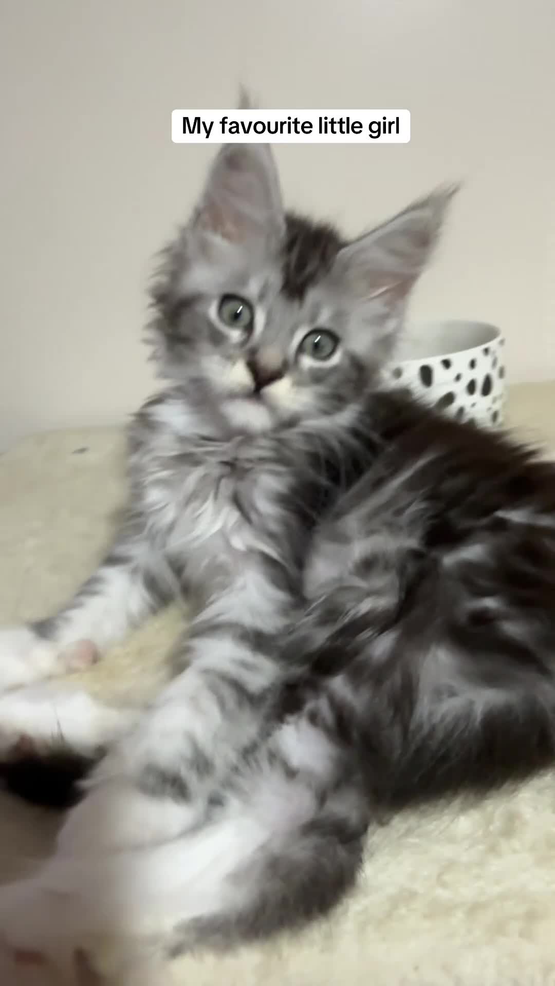 Maine Coon cats for sale:     Health Tested TICA Reg Maine Coon Kittens  - Video 1