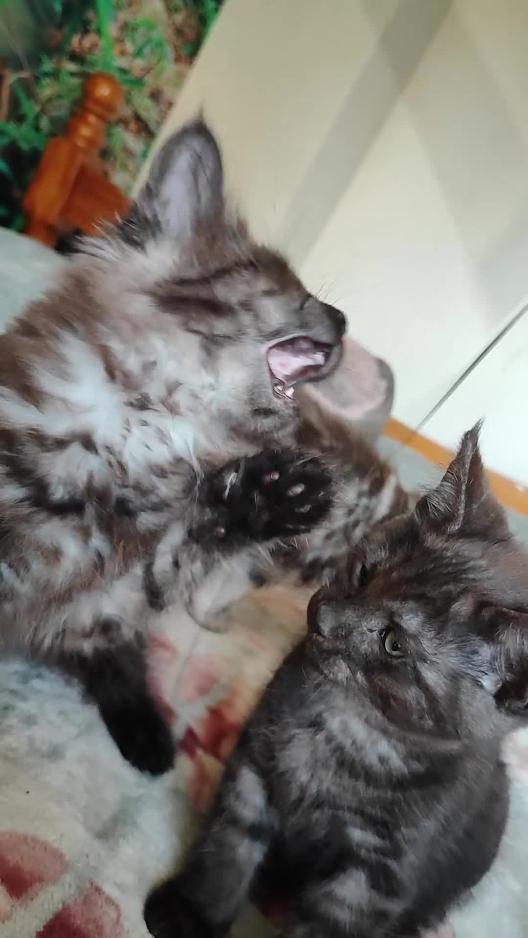 Maine Coon cats for sale: Beautiful Maincoon cross kittens  - Video 3