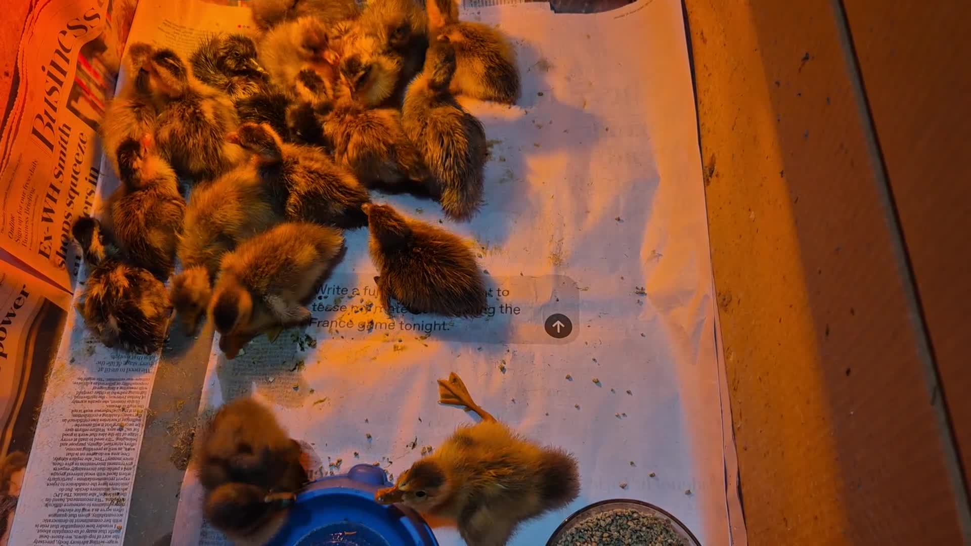 Ducks poultry for sale: Indian Runner ducklings  - Video 1