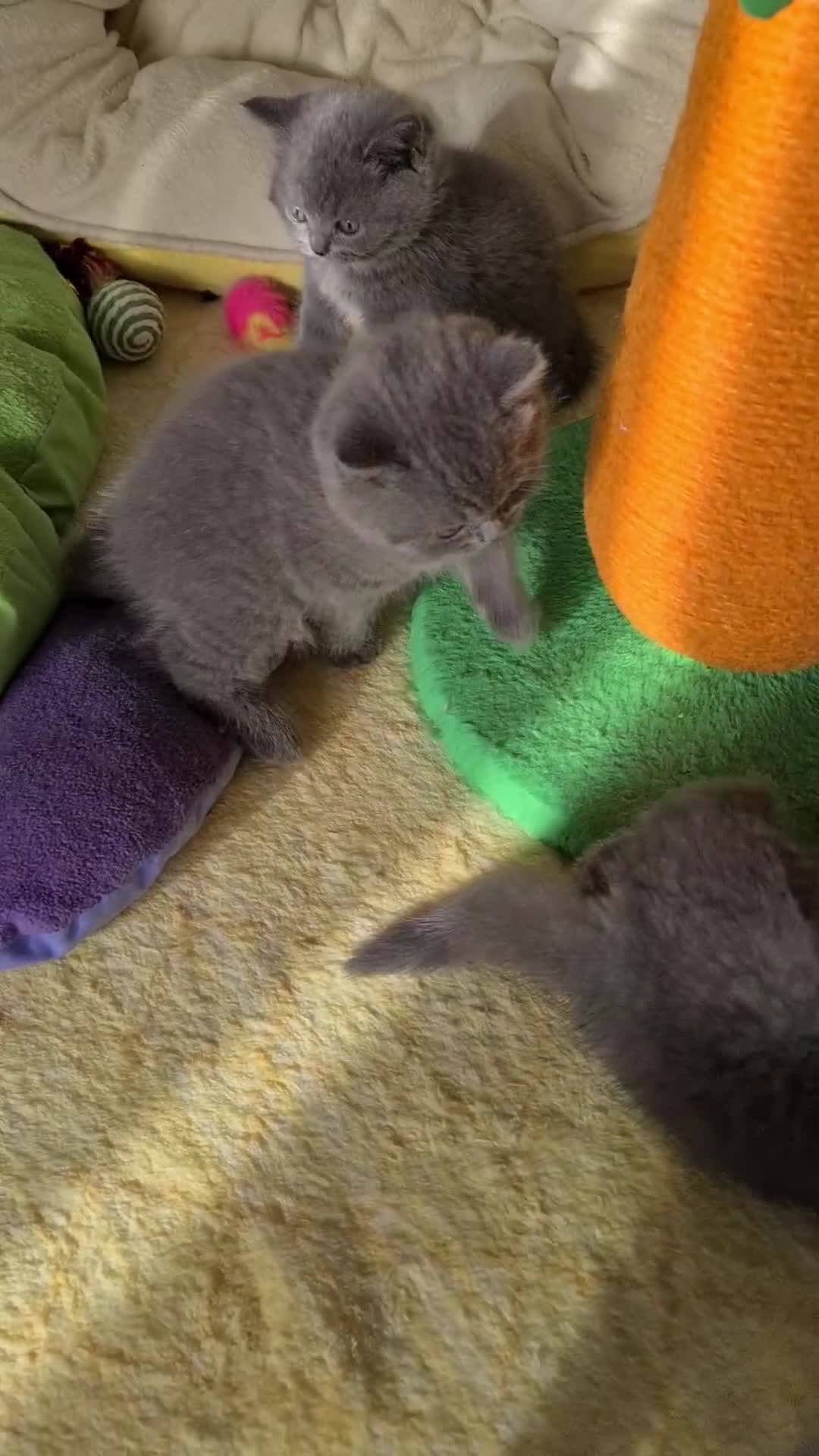 British Shorthair cats for stud: FOR MATING ONLY. Registered GCCF Quality Boy . - Video 2