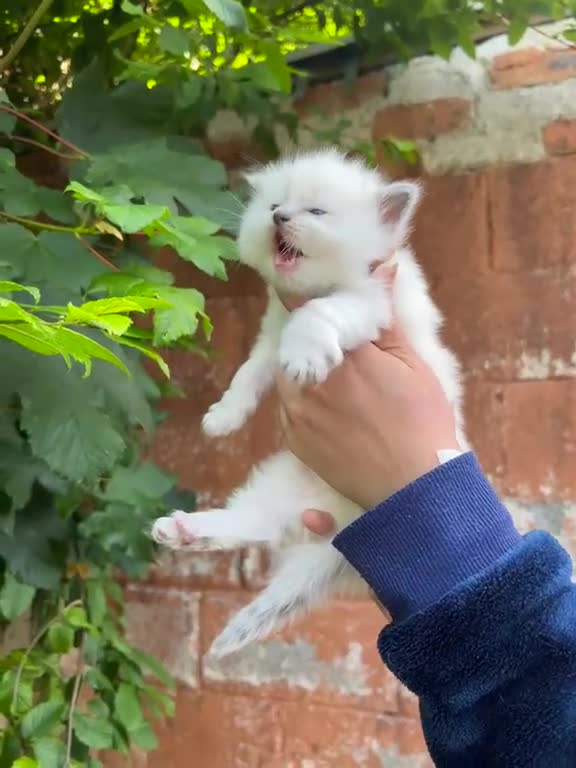 Ragdoll cats for sale: Beautiful Pure Blue Point Ragdoll  - Video 4
