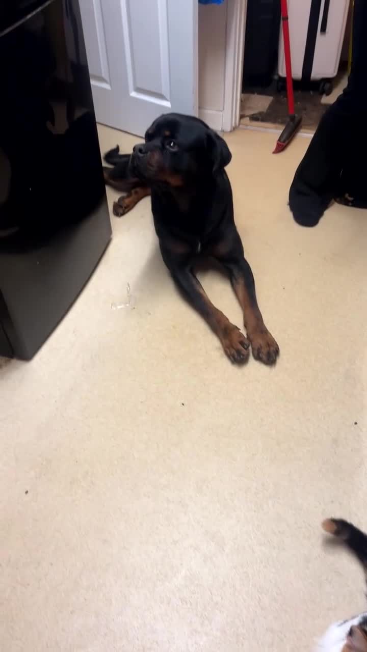 Rottweiler dogs for stud: Royce - Video 2