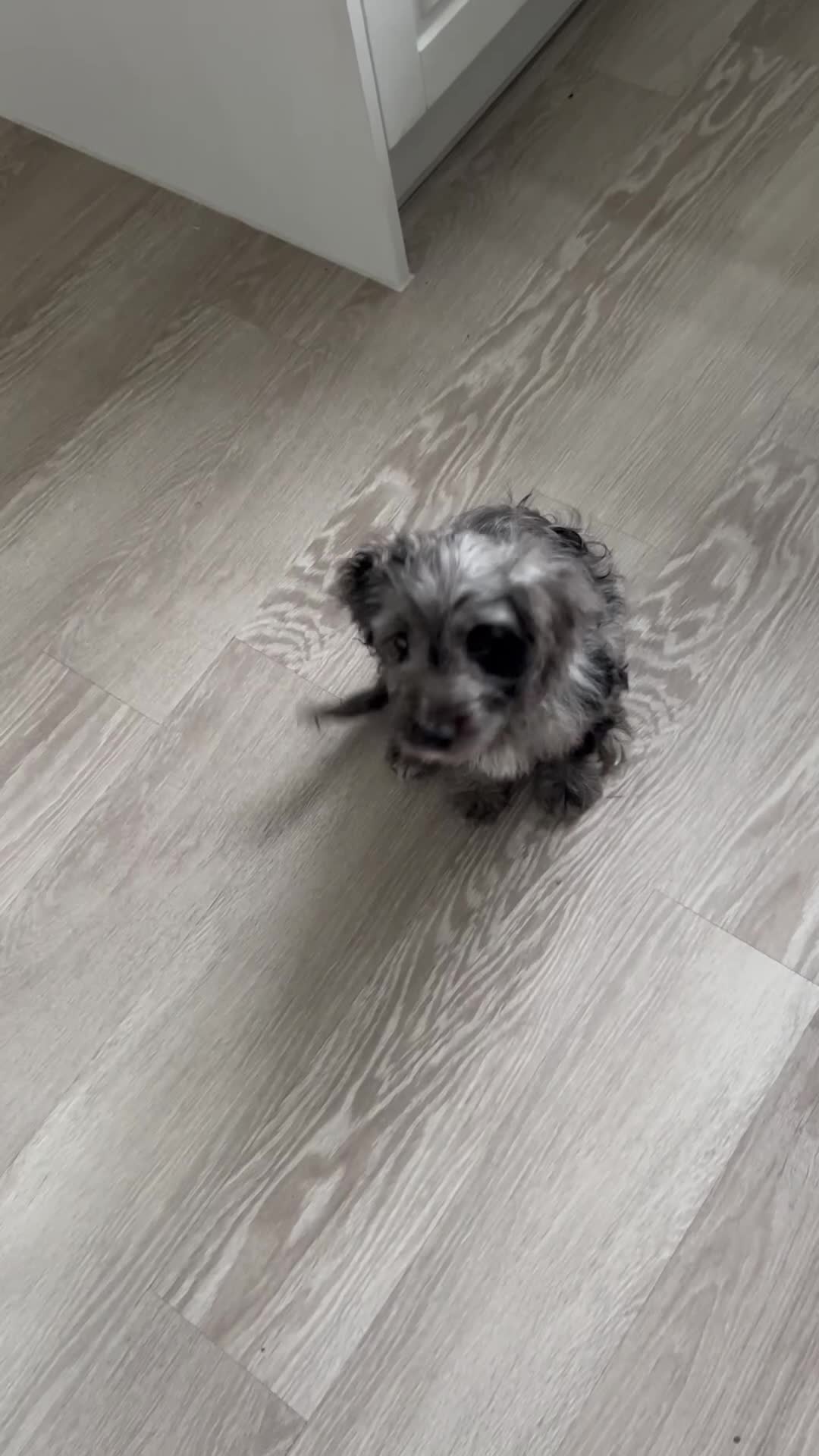 Cockapoo dogs for sale: Gorgeous F1 Cockapoo Puppies  - Video 2