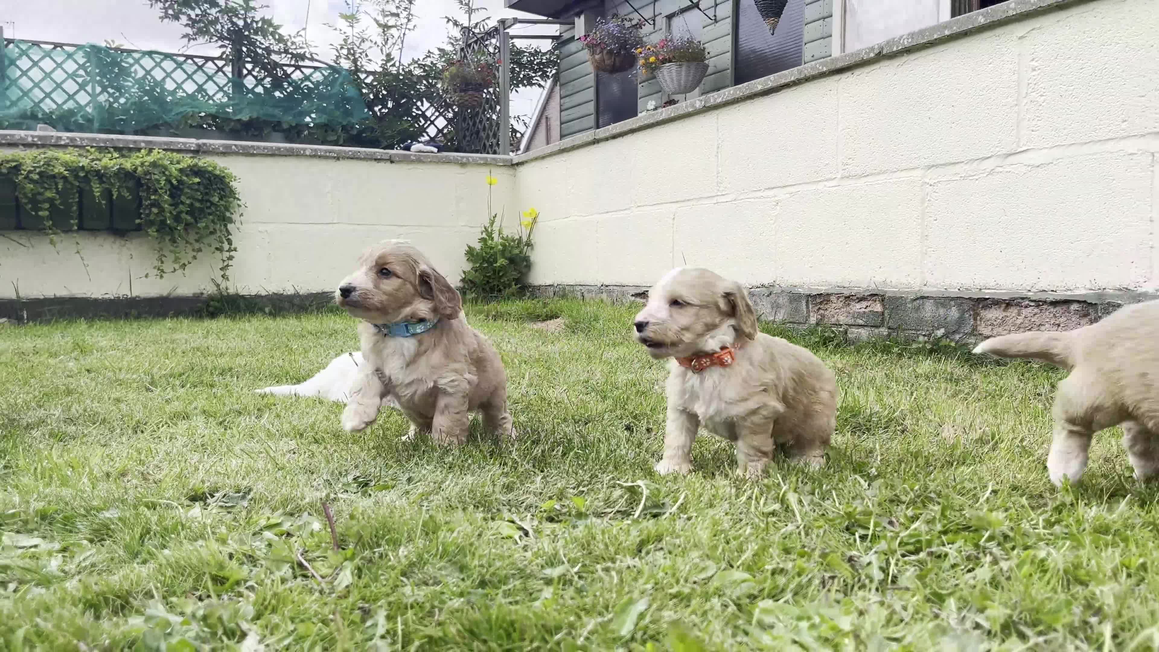 Cockapoo dogs for sale: Cockapoo puppies  - Video 3