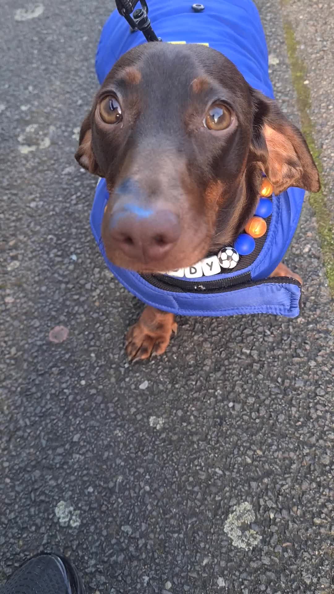 Dachshund dogs for sale: Teddy Daschund - Video 2