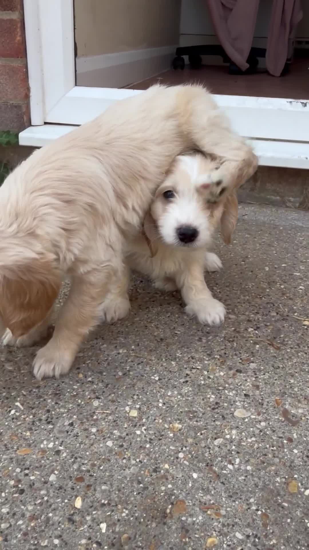 Cockapoo dogs for sale: Beautiful Cockapoo puppies available  - Video 1