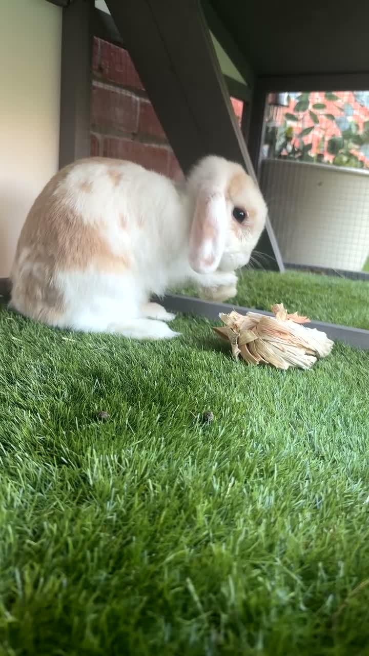 Mini Lop rabbits for sale: White & Brown Mini Lop (Female) in Colchester - Video 1