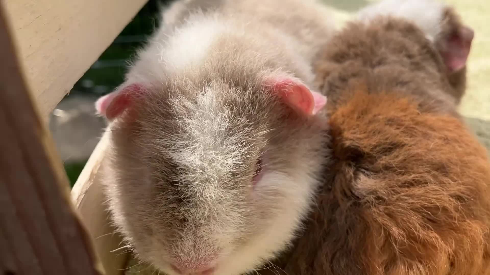 Guinea Pig rodents for sale: Stunning red eyed pure bred Teddy boys/boars - Video 1