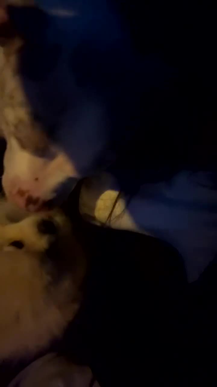 American Bully dogs for sale: Pocket bully champagne white rare colours - Video 2