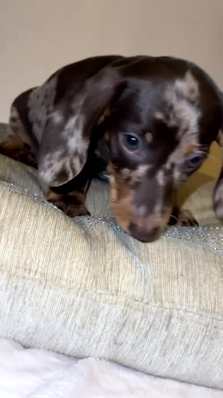 Miniature Dachshund dogs for sale: Kc registered Miniature dashaund puppy’s  - Video 3