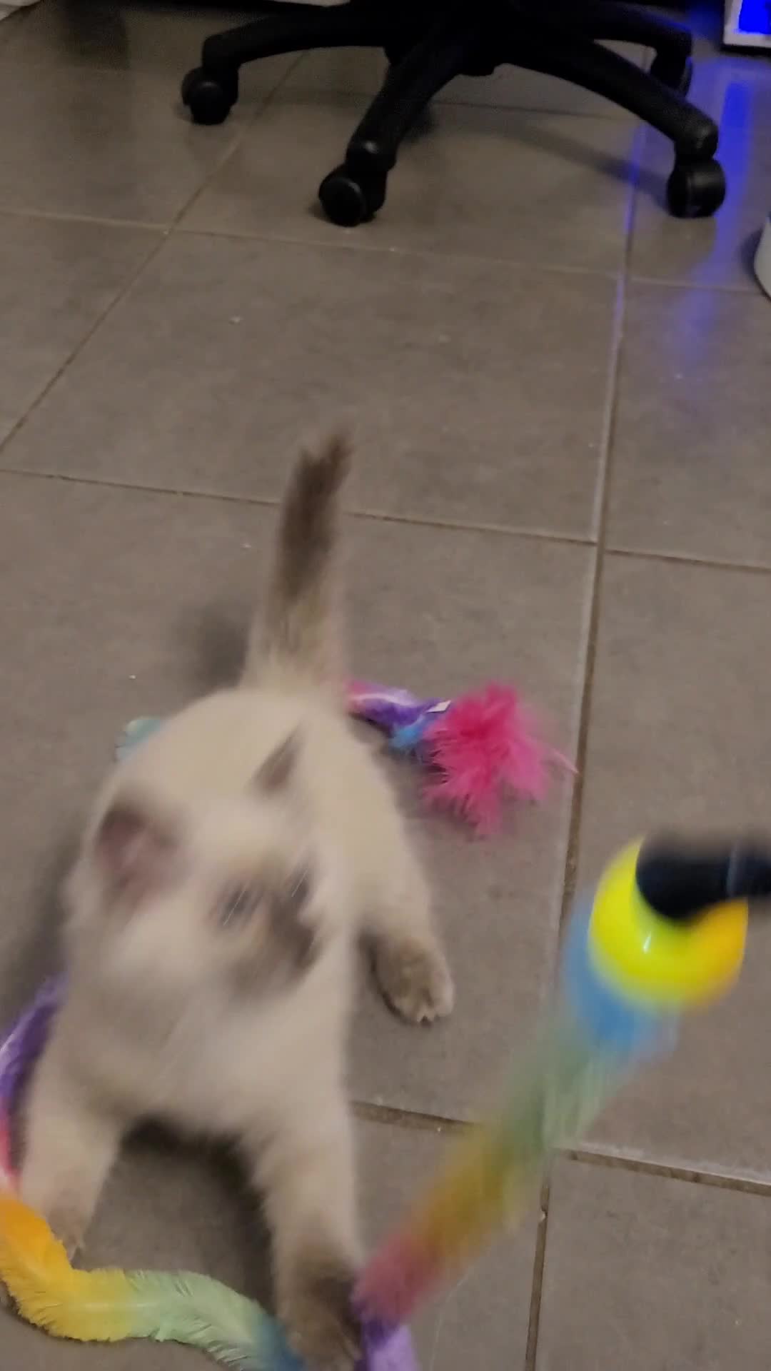 Ragdoll cats for sale: Ragdoll kittens - Video 1