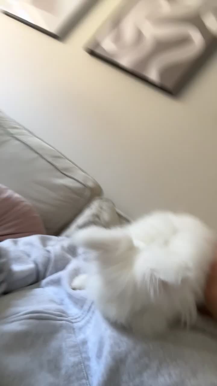 Lionhead rabbits for sale: Two Double main lionheads  - Video 1