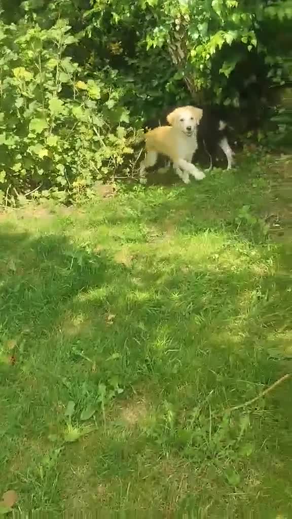 Mixed Breed dogs for adoption: Amazing Merry for adoption  - Video 4