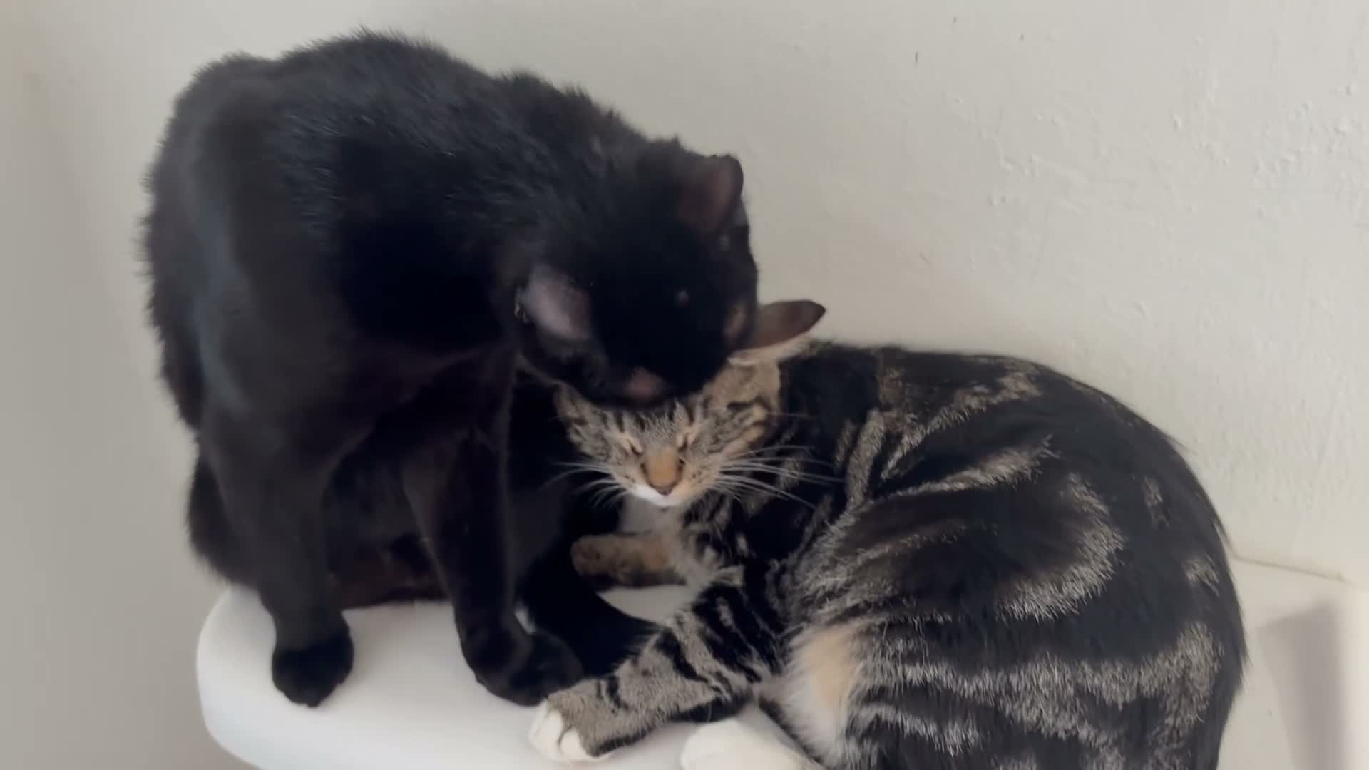 Mixed Breed cats for sale: 4 beautiful kittens need new homes - Video 1