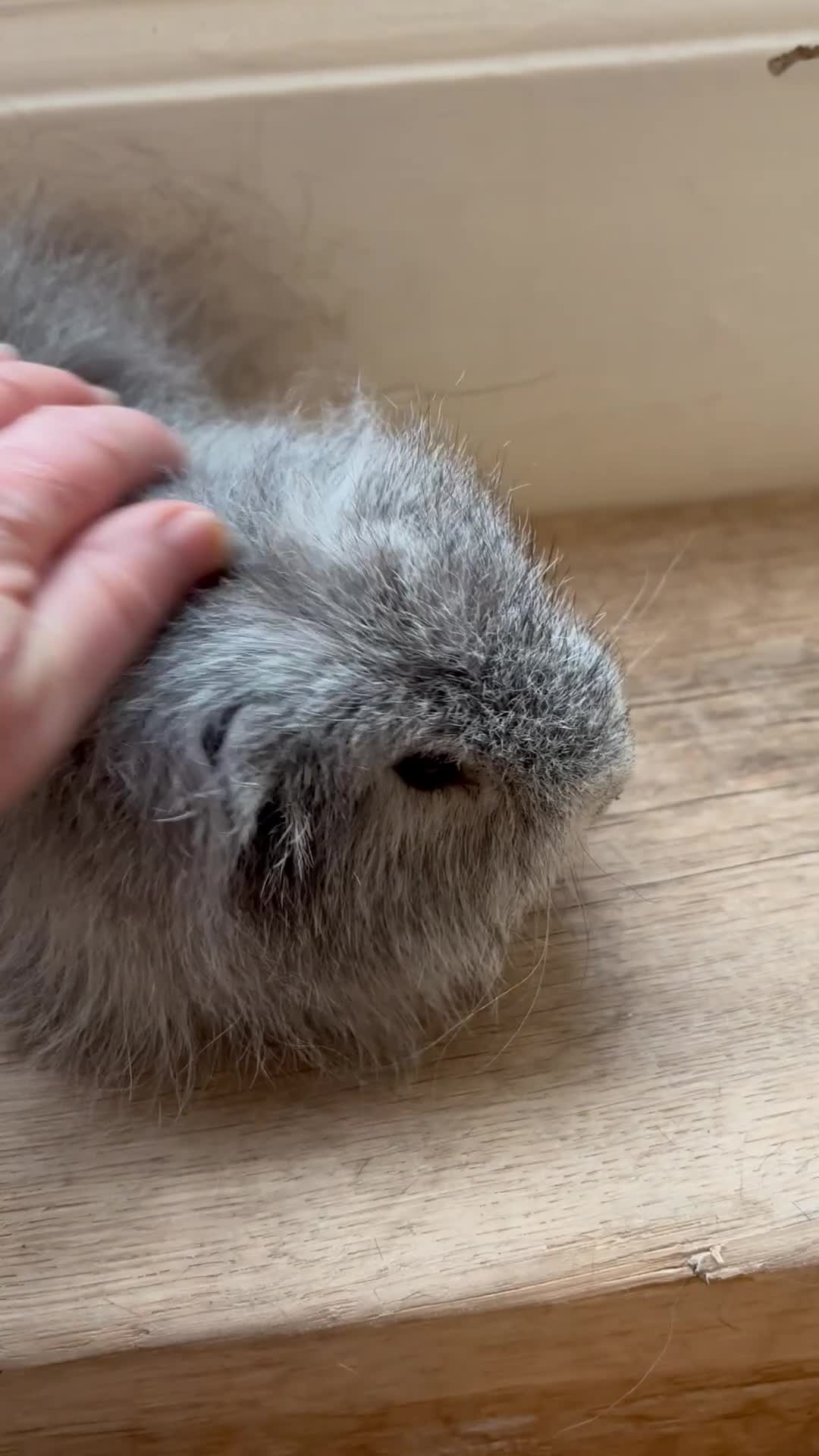 Guinea Pig rodents for sale: Proven Swiss Boar 9 months and son - Video 1