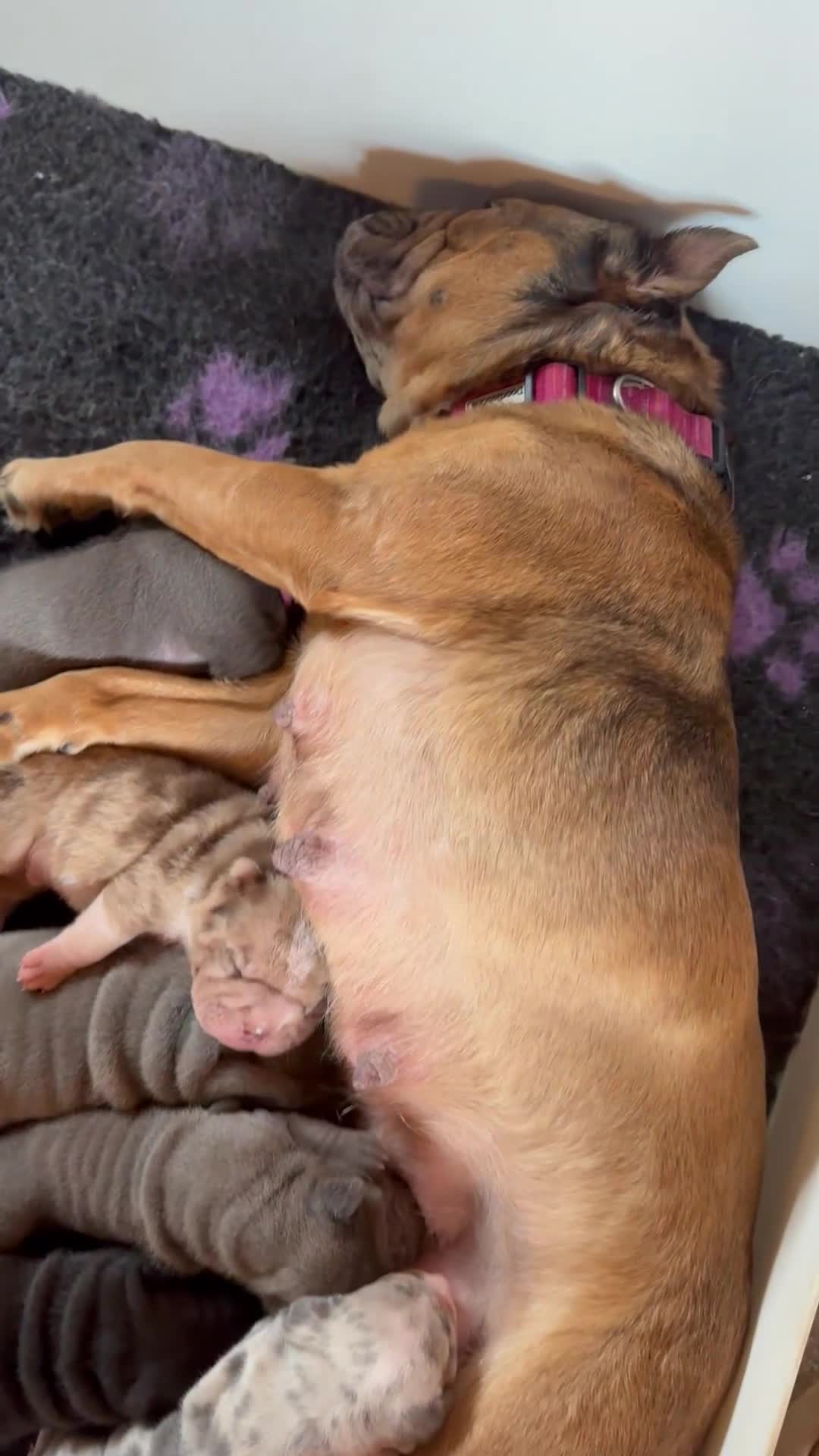 Shar Pei dogs for sale: Stunning Bullpei Puppies (Sharpei/English Bulldog) - Video 1