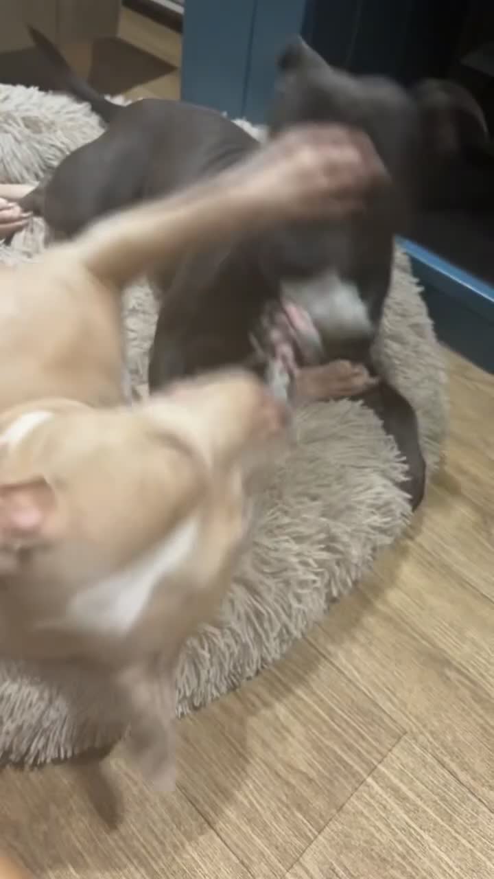 Staffordshire Bull Terrier dogs for sale: Blu 💙 - Video 4