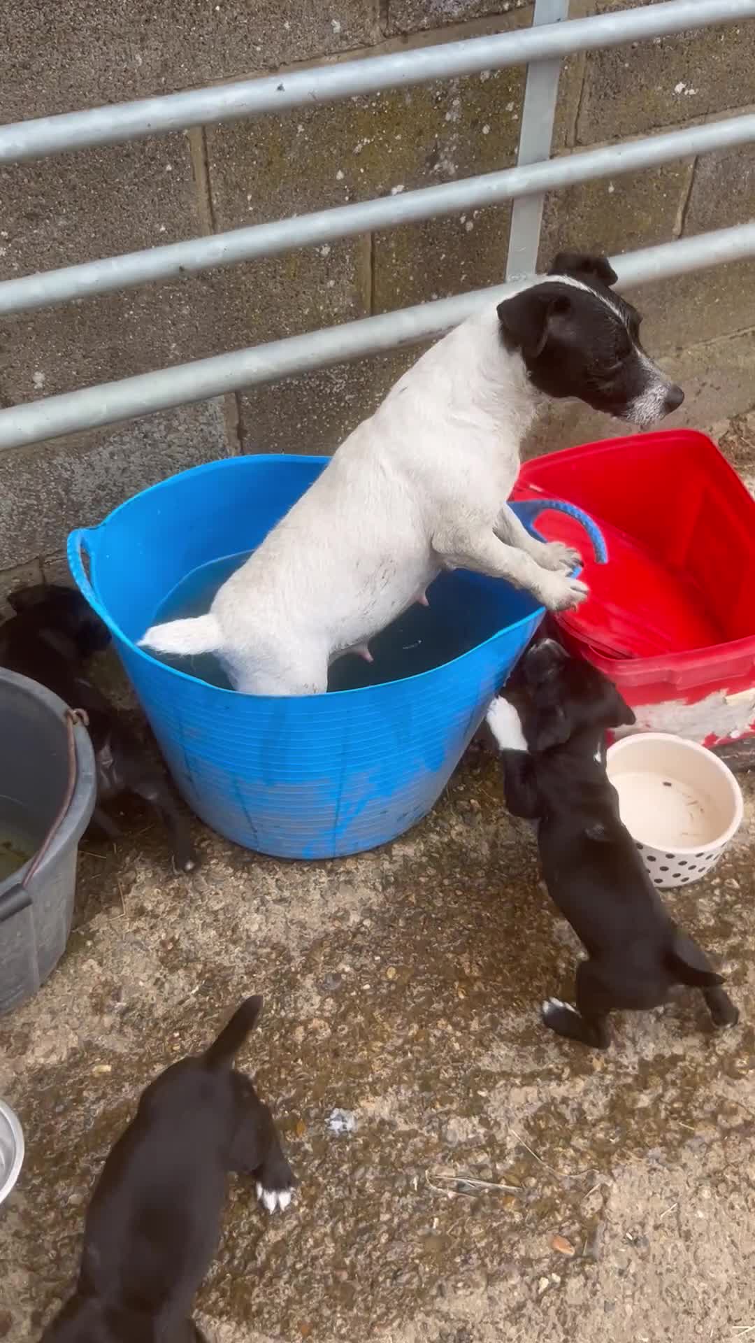 Mixed Breed dogs for sale: READY TO GO! Jack Russell x Cocker Spaniel pups  - Video 4