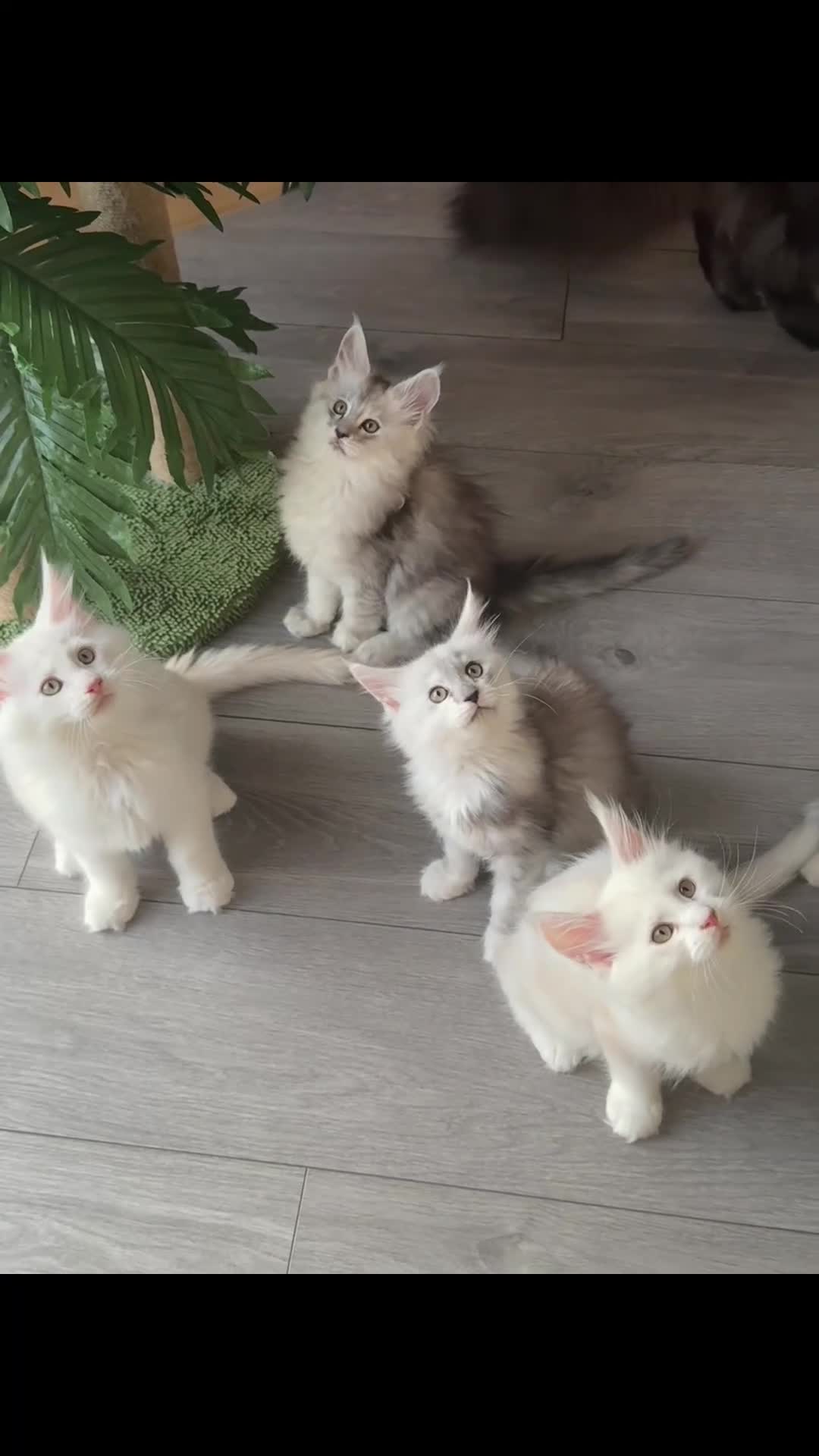 Maine Coon cats for sale:     🌟🌟Amazing Kittens Maine Coon 🌟🌟 - Video 1