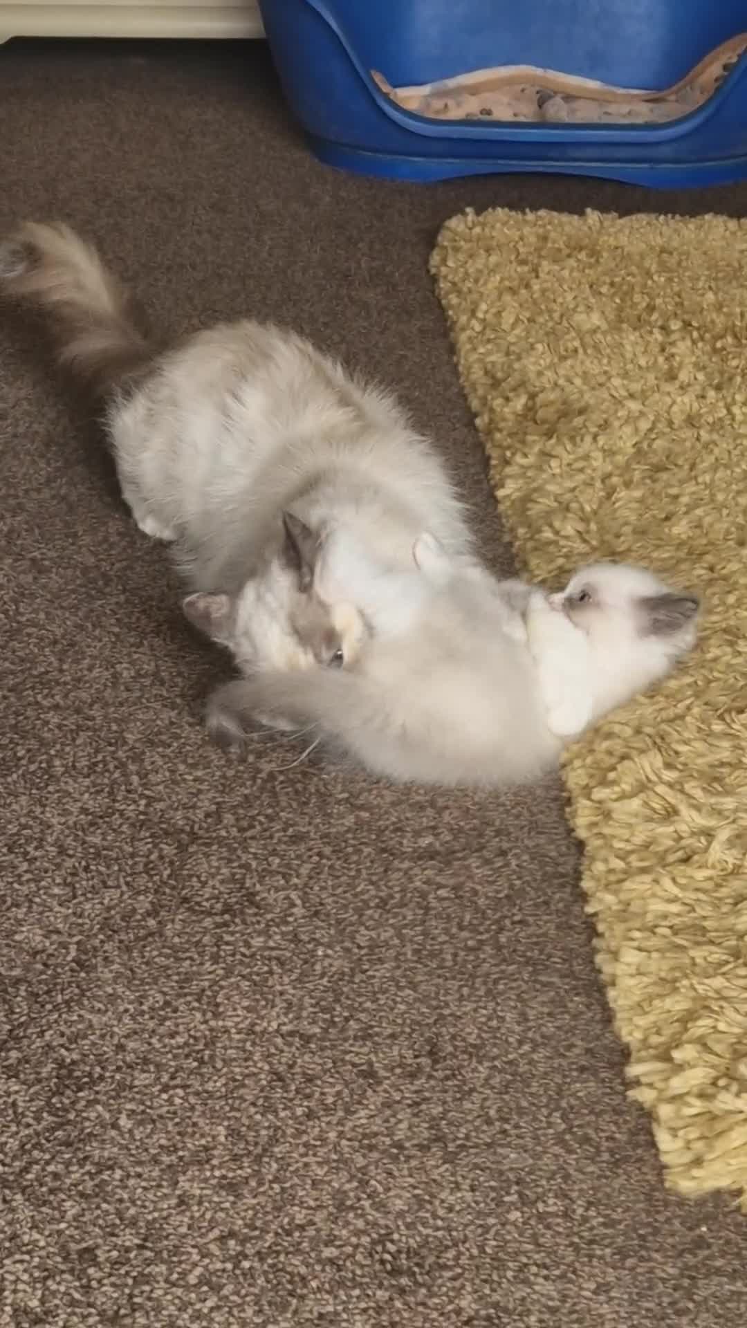 Ragdoll cats for sale: Ragdoll kitten  in Mexborough - Video 1