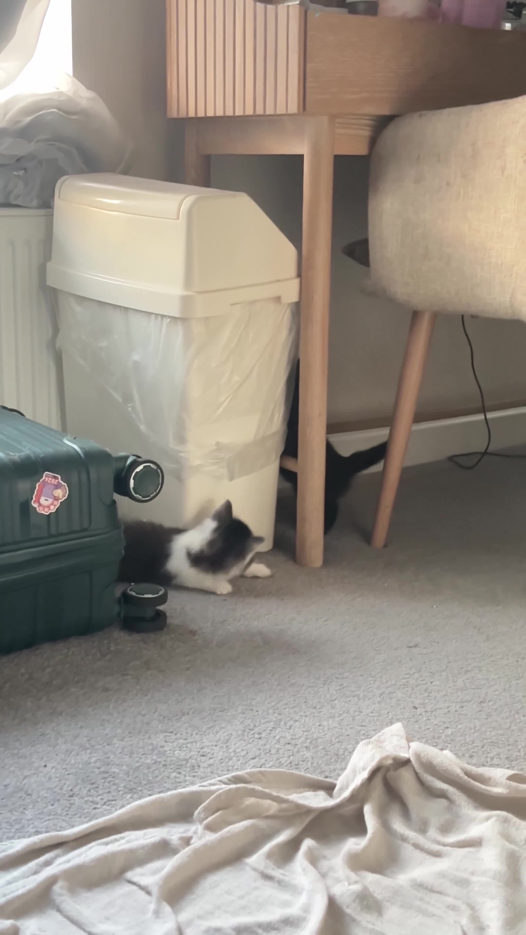 British Shorthair cats for sale: 4 Fluffy kittens  in Newport - Video 1