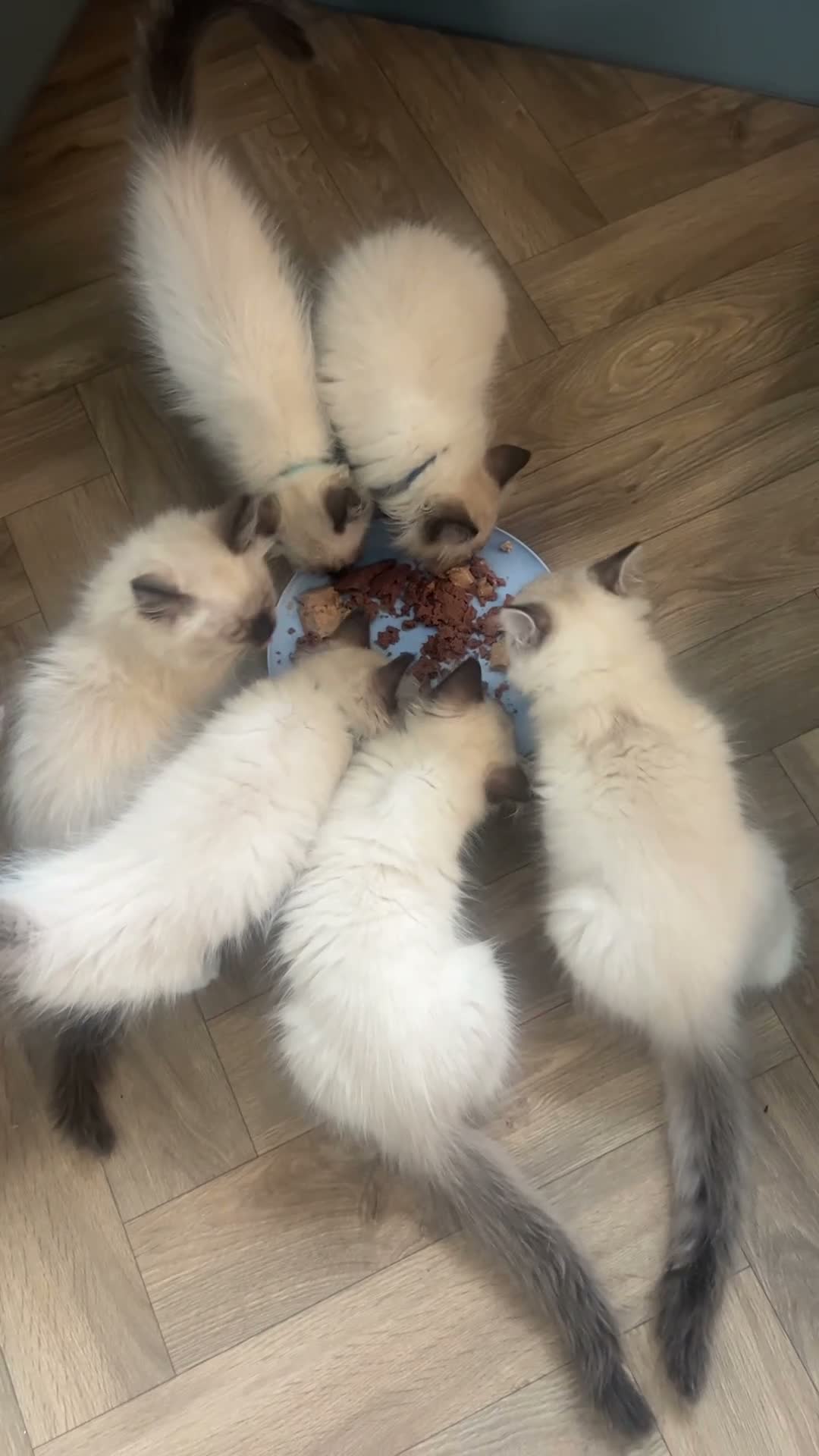 Ragdoll cats for sale: 🏵️Champion lines- Ragdoll kittens - Seal mitted  - Video 1