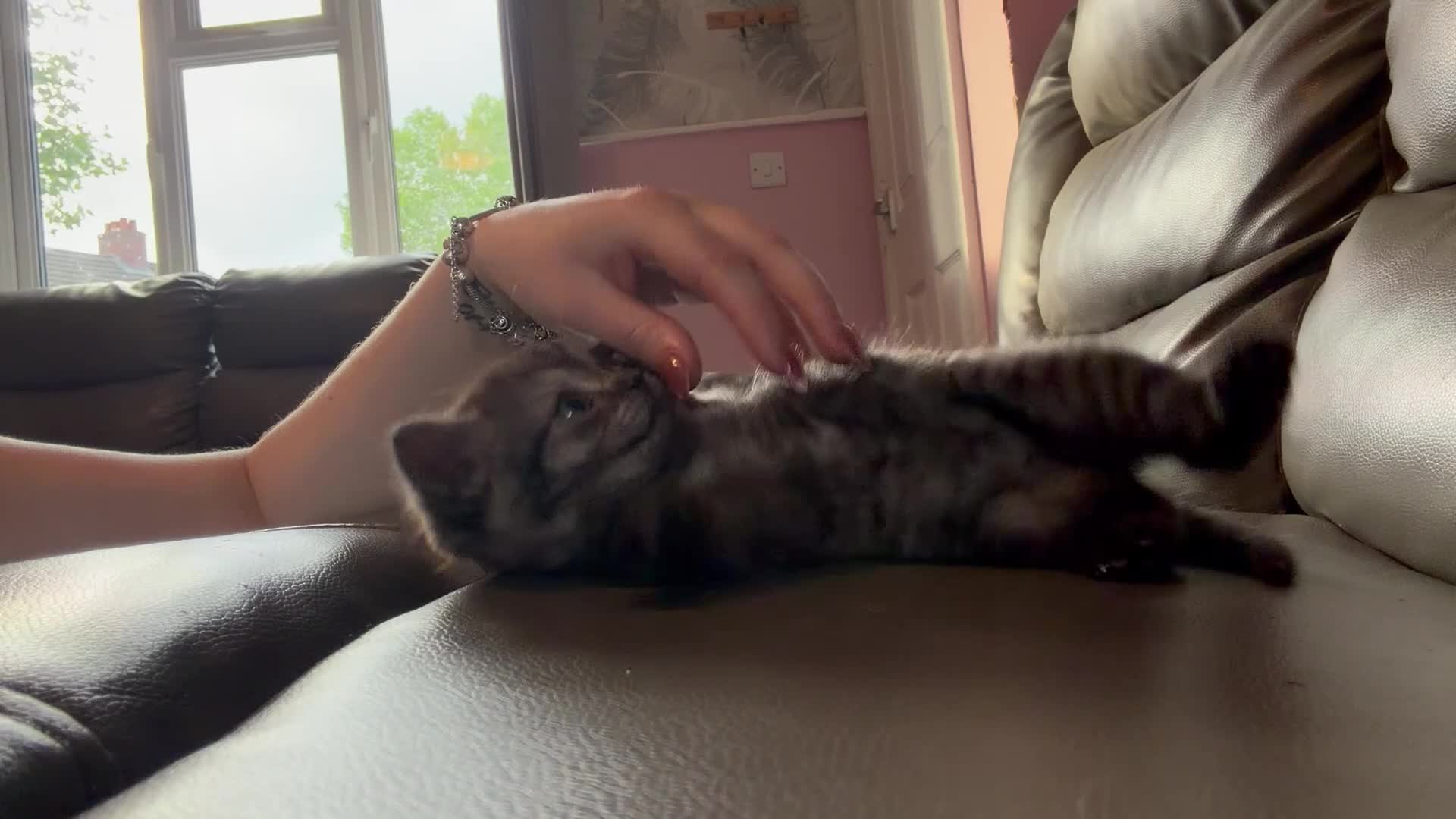 Mixed Breed cats for sale: British shorthair kittens (mixed breed) - Video 1