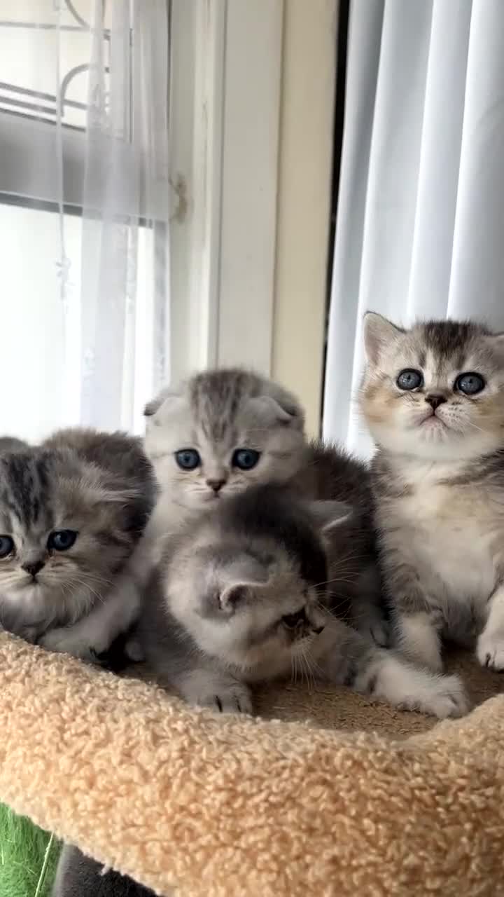 Scottish Fold cats for sale: Adorable Scottish Fold Kittens  - Video 1