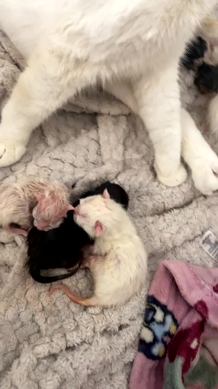 Ragdoll cats for sale: our white Ragdoll miniture cross has given birth  - Video 1