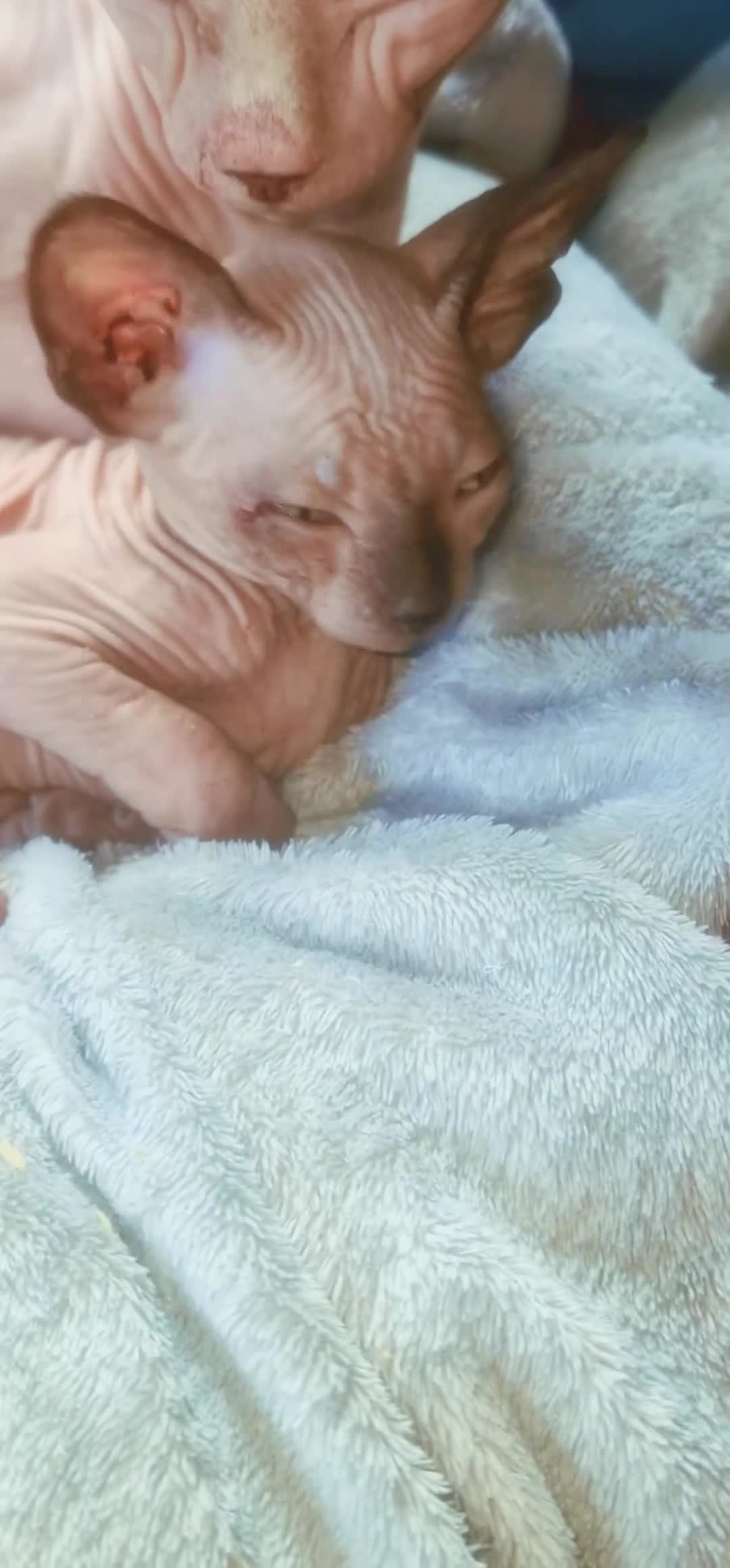 Sphynx cats for sale: Gorgeous Canadian Sphynx kittens, stunning - Video 1