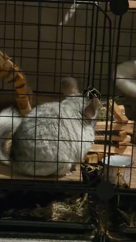 Chinchilla rodents for sale: 1 Male 1 female Chinchilla - Video 1