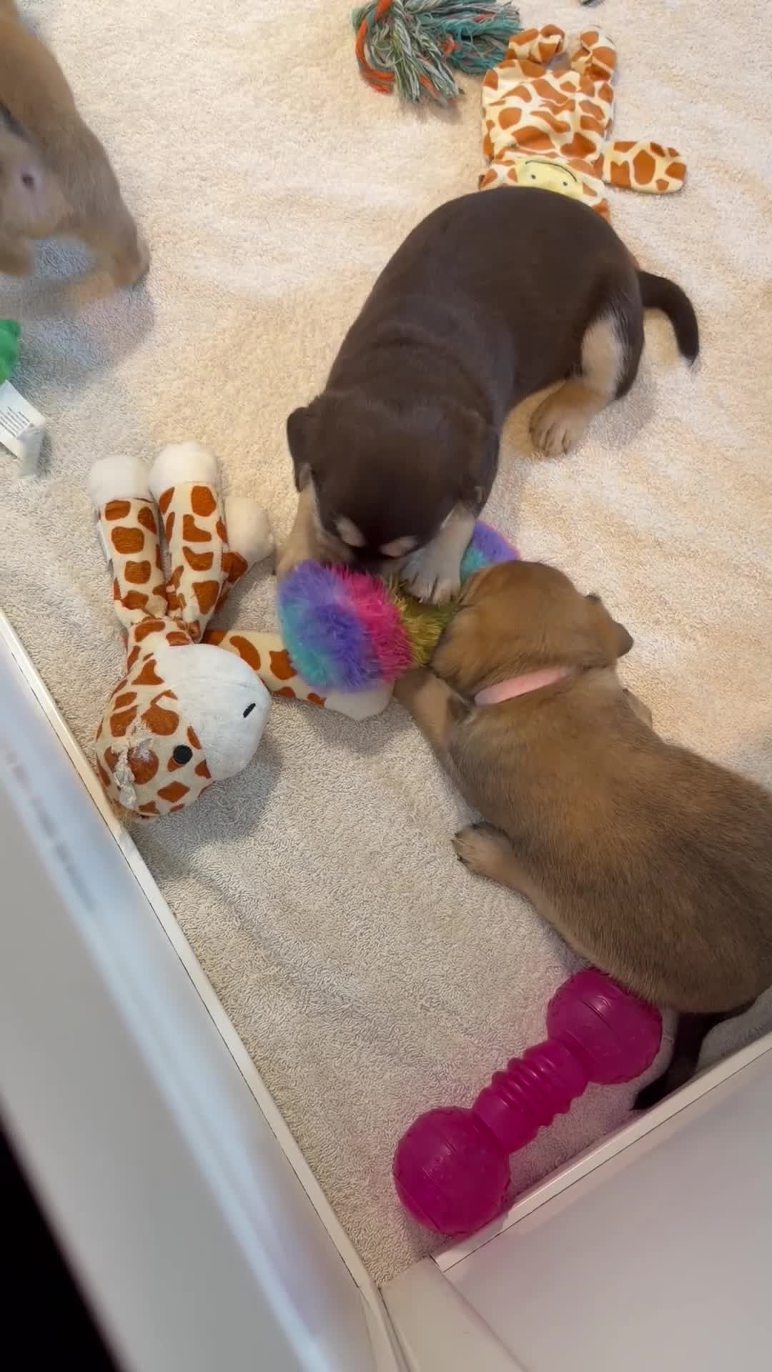 Mixed Breed dogs for sale: Shih-boodle - Video 1