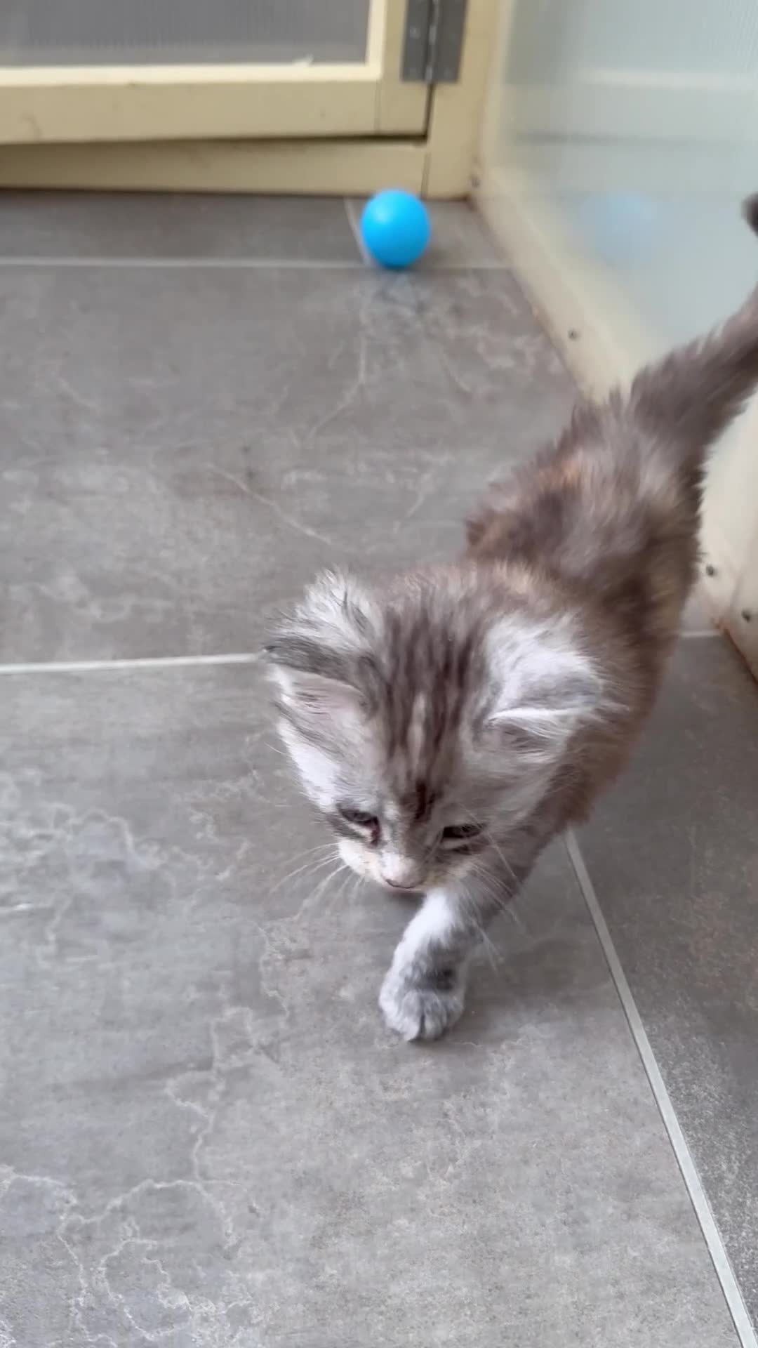 Maine Coon cats for sale: Beautiful Maine Coon babies  - Video 1