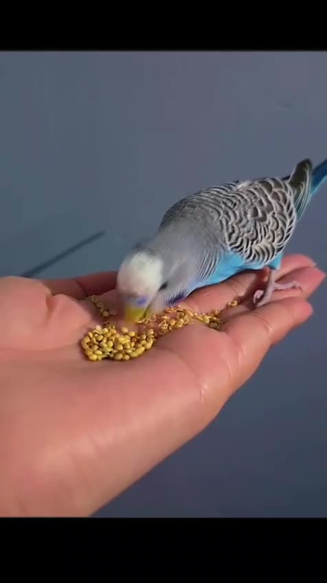 Budgerigars birds for sale: 1 male 2 female budgies  - Video 2