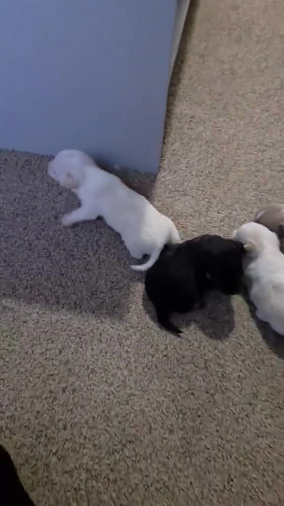 Chiweenie dogs for sale: Beautiful Chiweenie puppies  - Video 1