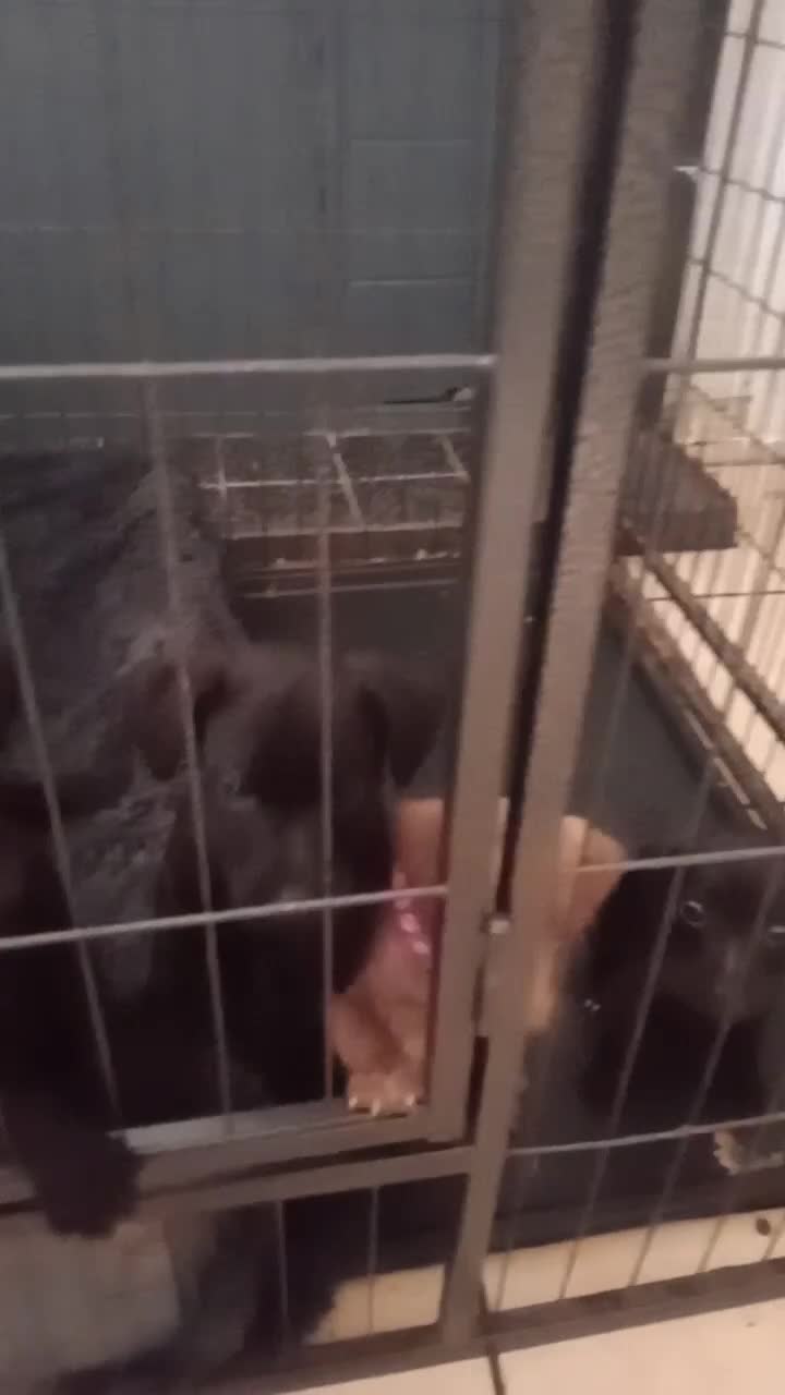 Patterdale Terrier dogs for sale: Patterdale pups for sale ready now - Video 5