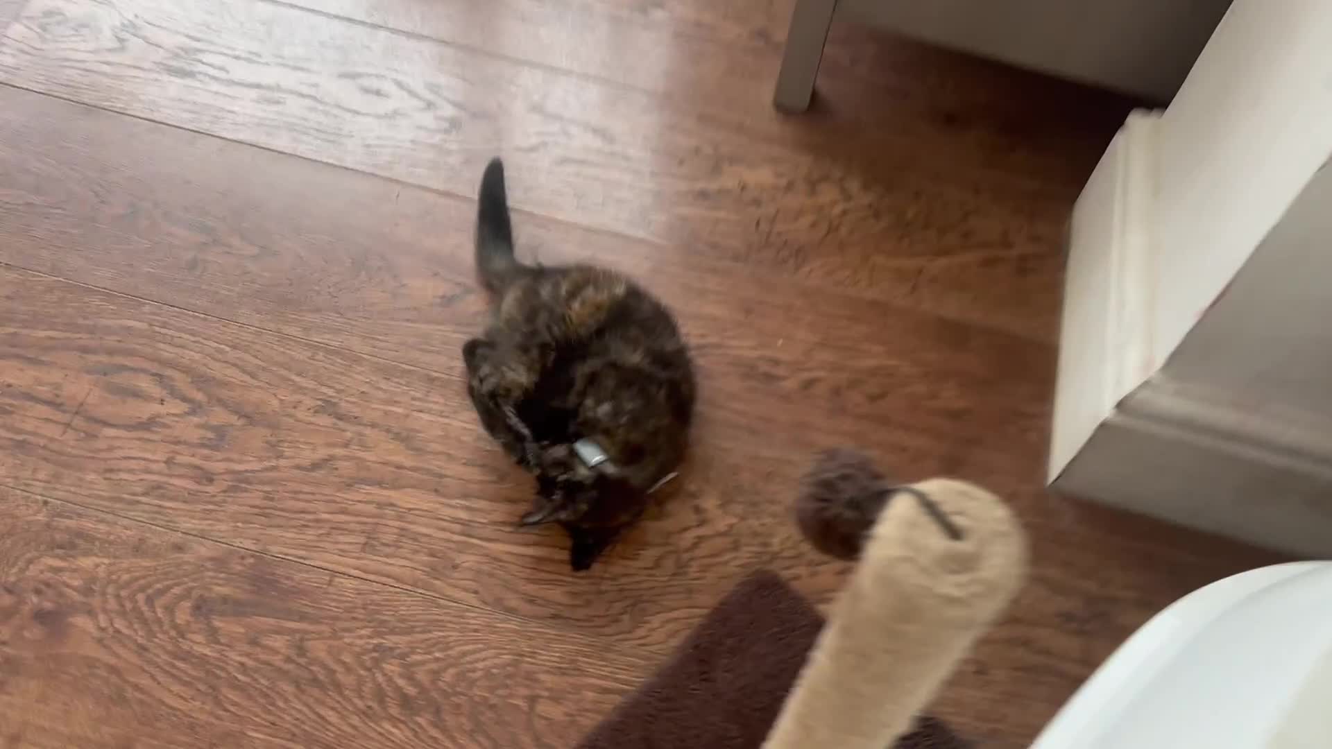 Mixed Breed cats for sale: 1/4 Maine Coon x playful tortoiseshell girl - Video 4