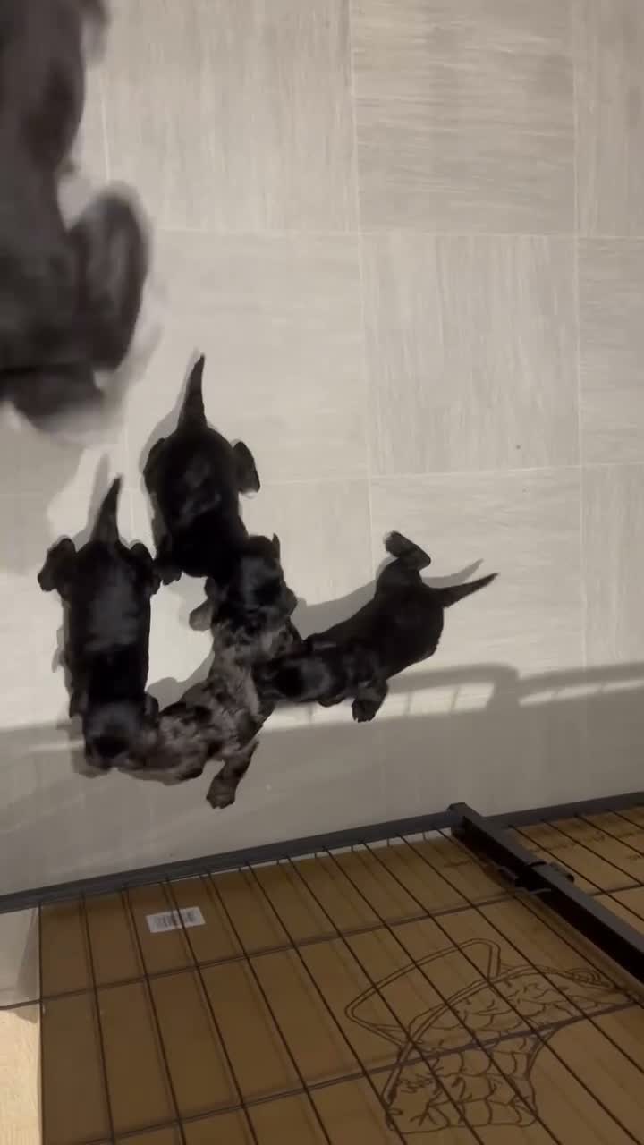 Schnoodle dogs for sale: Schnoodle pups for sale. Ready 11th October.  - Video 1