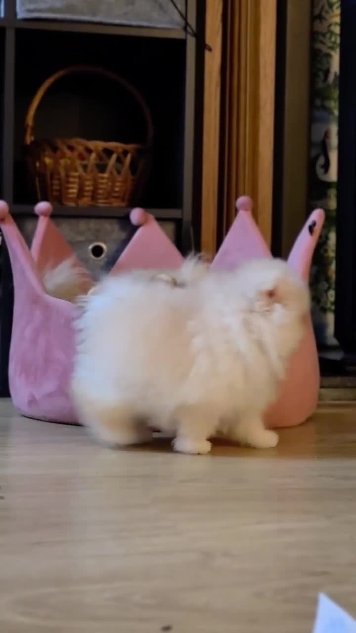 Pomeranian dogs for sale: KC Registered Pomeranian Puppy 🐶  - Video 1