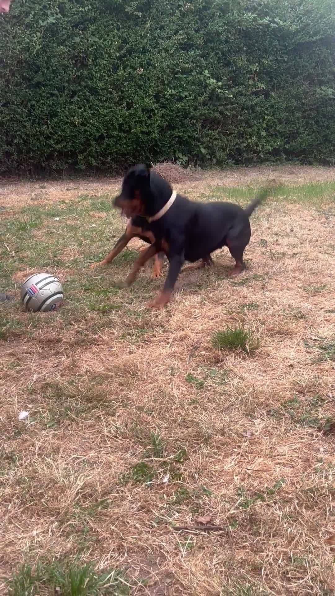 Rottweiler dogs for sale: Nova  in Nottingham - Video 1