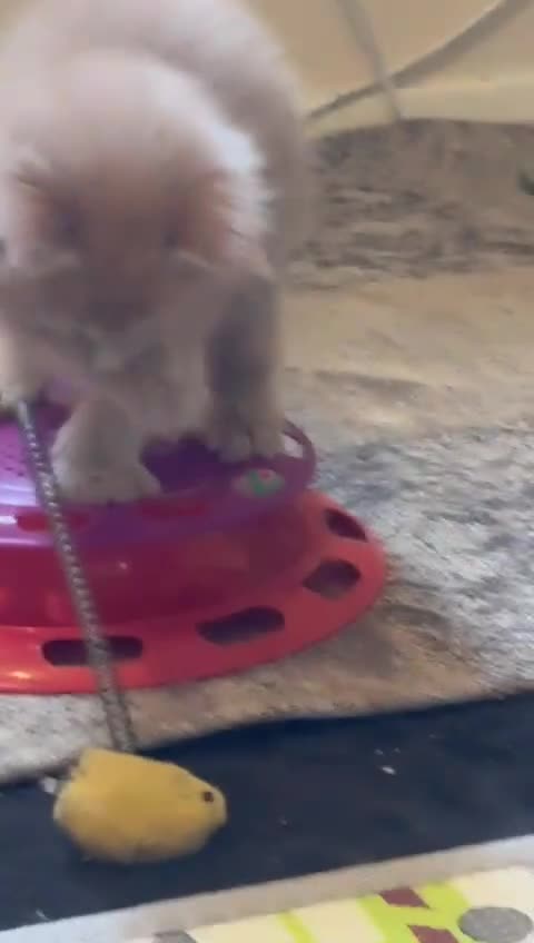 Maine Coon cats for sale: ✨Stunning Maine Coon Kittens Champion Bloodline!✨ - Video 1