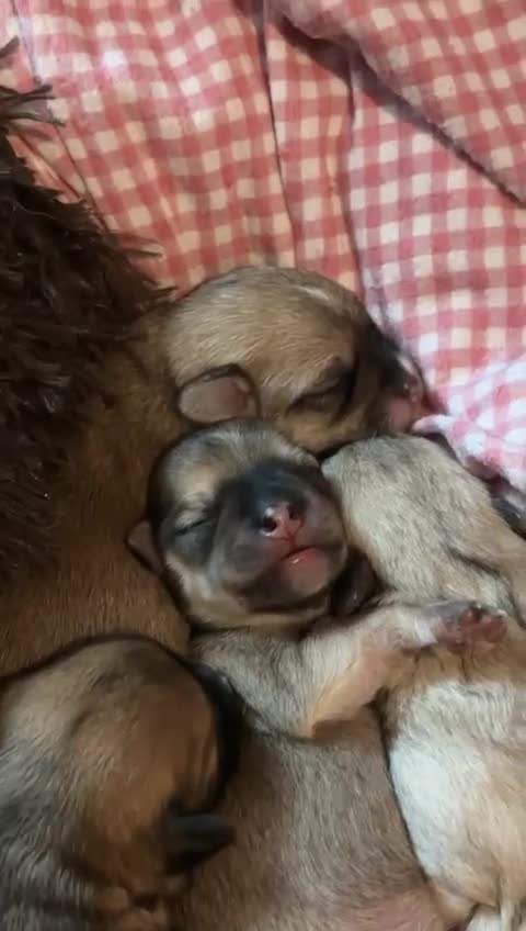 Mixed Breed dogs for sale: Maltese x Terrier in Mansfield - Video 1