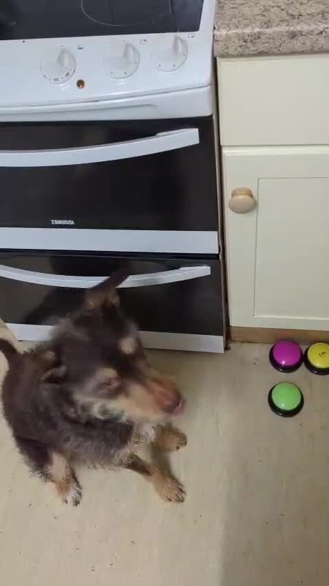 Mixed Breed dogs for adoption: URGENT🚨🐾 - Video 1