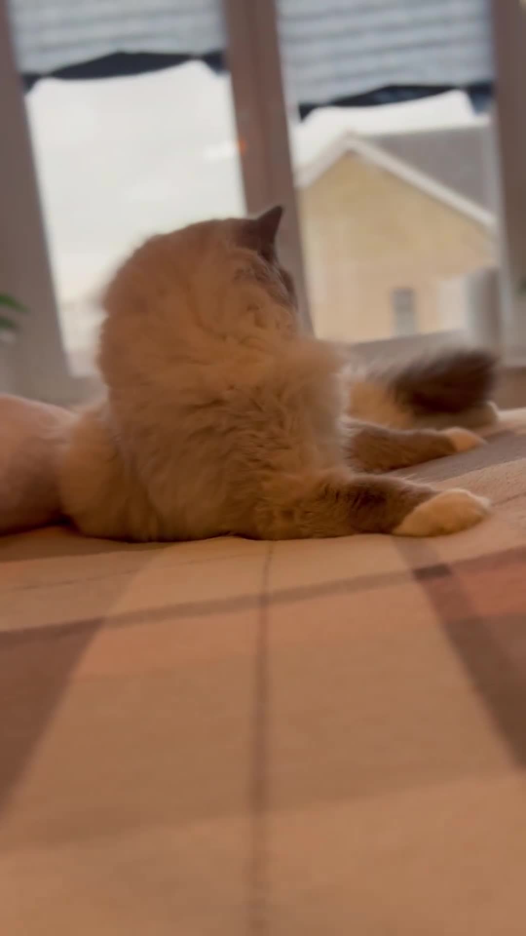 Ragdoll cats for stud: Amazing proven stud !!!  in Romford - Video 1